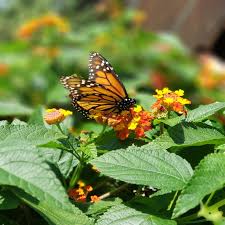 Check spelling or type a new query. Butterfly Gardens Of Wisconsin Appleton 2021 All You Need To Know Before You Go With Photos Tripadvisor