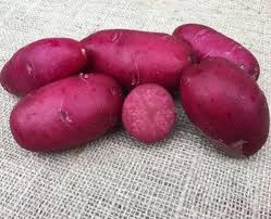 Preferably, the seed potato will have more than one eye. Red Rose Potato Near Me