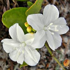 Image result for Jacquemontia paniculata