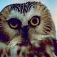 National Owl Appreciation Day