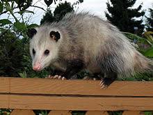 Listen to obossum | soundcloud is an audio platform that lets you listen to what you love and share the sounds you create. Opossum Wiktionary