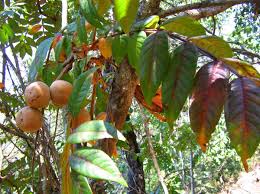 Image result for Bersama abyssinica