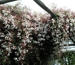 Le jasmin est une superbe plante grimpante avec de belles fleurs étoilées blanches qui envoutent l'atmosphère de leur parfum. Jasmin Planter Et Tailler Ooreka