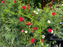 Image result for Ipomoea quamoclit