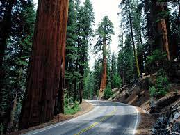 Sequoia National Park Wallpaper Papel De Parede Redwood Road Sequoia National Park Fotos Gra California National Parks Sequoia National Park National Parks
