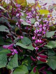 Pin On Flowering Vines