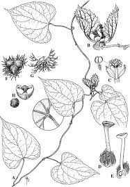 Image result for Mildbraedia carpinifolia
