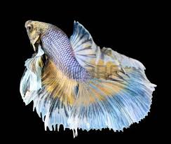 Betta Betta Fish Siamese Fighting Fish Betta Splendens Halfmoon Betta Isolated On Black Background Stock Photo With Images Betta Siamese Fighting Fish Betta Fish Tank