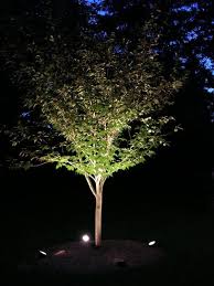 Tree Uplighting Ideas Outdoor Lighting Landscape Outdoor Landscape Lighting Landscape Lighting