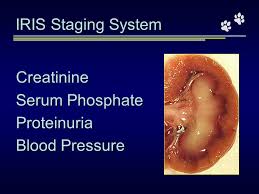 Figures 5, 6, and 7 and table 8 show the distribution of animals in each iris stage versus time. Chronic Renal Failure In Cats Can We Halt The Decline Ppt Video Online Download