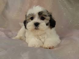 We are also able to safely ship your puppy at buyers cost. Shih Tzu Bichon Puppies For Sale Shih Tzu Bichon Breeder In Iowa