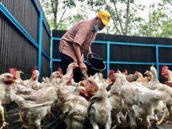 Abu bakar che ahmad, 64, dari kampung tebak, di sini, mengeluarkan belanja sebanyak rm520 untuk membina reban rakit itu yang memuatkan sebanyak 60 ekor ayam denak dan 11 ekor kucing peliharaannya. Ternak Ayam Kampung Di Kebun Getah Utusan Digital