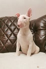 Englishbull Terrier Dogs And Puppies For Sale Pets4homes