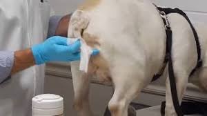 Please post your tail pocket cleaning routine here! How To Clean A Bulldog Tail Pocket According To Vets