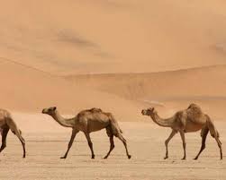 Pyramid & camel rider reflected in nile overflow. Snipers To Cull Up To 10 000 Camels In Drought Stricken Australia