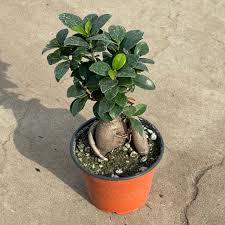 Image result for Fuirena microcarpa