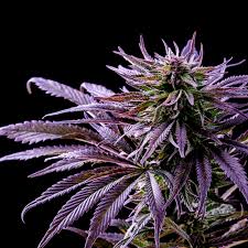 The way your leaves are growing and with those white hairs. A Rainbow Of Cannabis What Different Colors Tell Us About A Strain The Spokesman Review