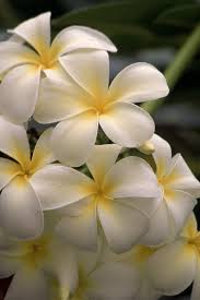 Maybe you would like to learn more about one of these? List Best Flowering Plants How To Take Care Of Them