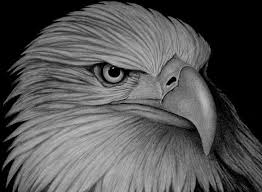 Bald Eagle Black And White Drawing American Eagle By Sinsenor On Deviantart Animal Portraits Illustration Animal Drawings Eagle Drawing