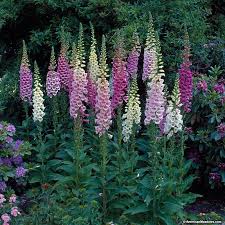 Plants Uk Spring Plants American Meadows