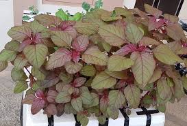 Cari tahu cara menanam bayam di bawah. 6 Cara Budidaya Bayam Merah Di Halaman Rumah Okezone Economy