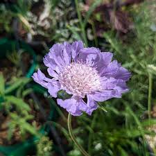 Image result for Scabiosa
