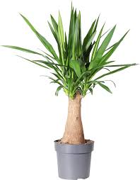 Image result for yucca gigantea en casa