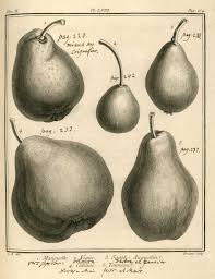 Img Dessins Gravures Arbres Fruitiers Et Fruits Poires Jpg Dessin Arbre Fruitier Poire