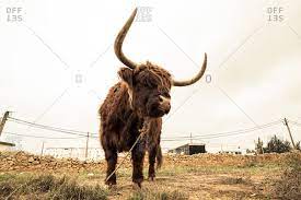 Long haired cattle known as highland cattle. Long Haired Ox Stock Photos Offset