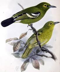 Image result for Ozoroa viridis