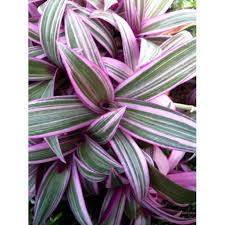 Since then, it has become naturalized in tropical areas of the us such as florida, louisiana, texas and hawaii. Variegated Moses In The Cradle Plant Tradescantia Spathacea Var 2 5 Pot Walmart Com Walmart Com