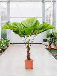 Image result for Licuala