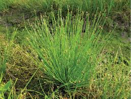 Image result for Eleocharis nigrescens