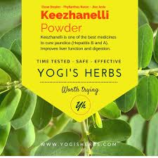 We did not find results for: Keezhanelli Powder Phyllanthus Niruri Stone Breaker Fresh Pure Yogis Herbs