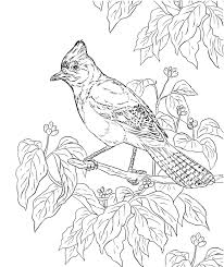 Here are two new birdorable coloring pages: Jay Bird Coloring Pages Free Printable Coloring Pages For Kids
