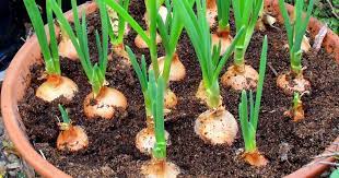 Stop Buying Onions Here Are 2 Methods To Grow Onions At Home For Free Forever Green Onions Growing Growing Onions Growing Vegetables