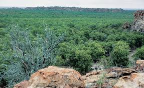 Image result for Colophospermum