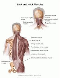 The infraspinatus muscle is one of the rotator cuff muscle. Layers Of Muscles In The Upper Back Note Position Of Most Outer Long Muscle Erector Spinea To Muscle Spasms Infraspinatus Muscle Sternocleidomastoid Muscle