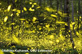 Synchronous Fireflies | BYGL