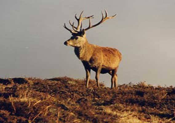 204 Brow-antlered deer found in Manipur | India - India TV News
