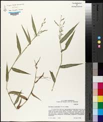 Image result for Acroceras zizanioides