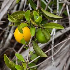 Image result for Ximenia americana
