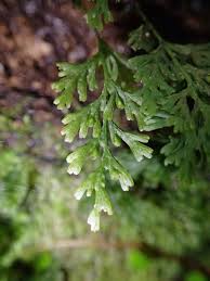 Image result for Crepidomanes inopinatum