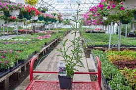 Amazon music stream millions of songs: Verbena Bonariensis Meteor Shower Medary Acres