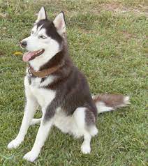 The under coat is a softer, paler wool and is very thick. The Differences Between A Siberian And A Quality Siberian Pethelpful