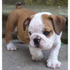 We did not find results for: I Want To Get My Wife This Puppy Are They Good House Pets Bulldog Puppies English Bulldog Puppies Puppies