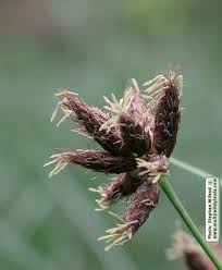 Image result for Bolboschoenus glaucus