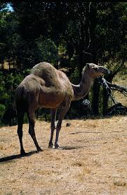 Camels have many adaptations that allow them to live successfully in desert conditions. Feral Camel Agriculture And Food