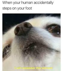 43 Funny Animal Memes That Ll Cure All Of Your Angst Funny Animal Memes Animal Memes Funny Animals