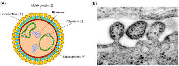 Image result for Lassa Fever